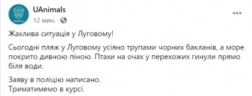 На побережье Черного моря массово гибнут бакланы, пляж усыпан трупами птиц. Фото