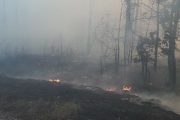 Под Харьковом спасатели тушат масштабный пожар: огонь охватил 400 гектаров хвойного леса