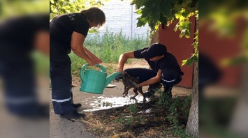 Добру быть: на Днепропетровщине чрезвычайники спасли трех собак