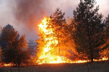 Минреинтеграции: Найиболее масштабный пожар на Луганщине распространился из территории РФ
