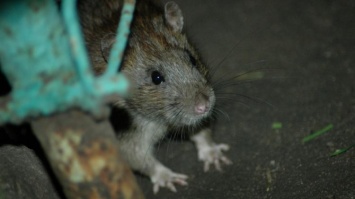 В мелитопольской многоэтажке нашествие крыс (ФОТО)