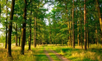 Суд вернул из незаконной аренды государству 36 гектар леса в Белоцерковском районе на Киевщине