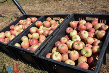 В продажу поступили яблоки из высаженного Захарченко суперинтенсивного сада
