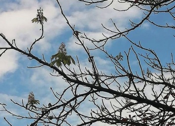 В Киеве снова зацвели каштаны