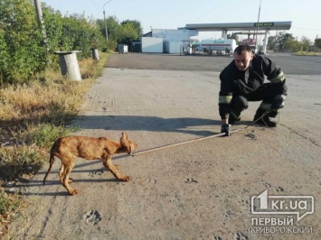 Криворожские пожарные спасли собаку, которая упала в яму