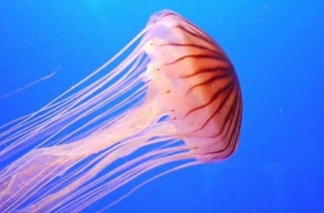 Жалят и оставляют ожоги: гигантские медузы атаковали море под Одессой. ВИДЕО