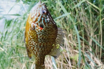 В реке на Луганщине появилась экзотическая рыба