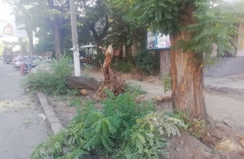 Автомобили николаевцев придавило упавшее дерево