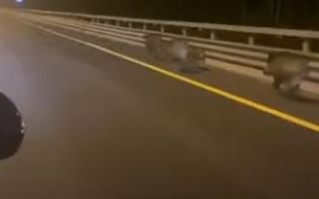 В России семейство кабанов устроило гонки на трассе, но водителей удивило даже не это: видео