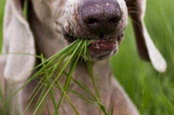 Ученые выяснили, почему собаки так любят есть траву