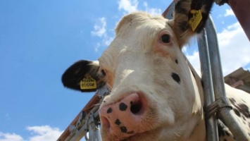 В Крыму проверили 36 личных подсобных хозяйств, где выявили лейкоз крупного рогатого скота