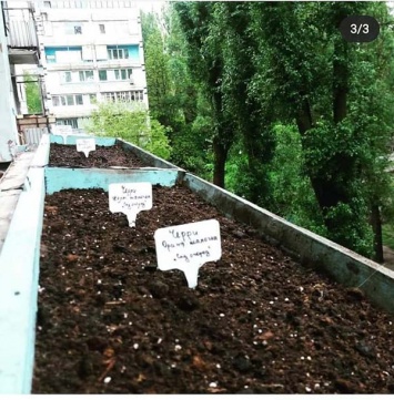 В Днепре на балконе многоэтажки появился огород для выращивания овощей
