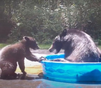 Медведица с малышом решили охладиться в детском бассейне и развеселили Сеть