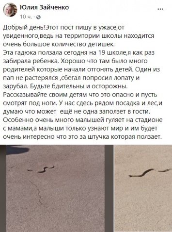 Убийство змеи лопатой во дворе школы в Павлограде возмутило защитников природы