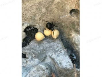 В Мелитополе во дворе частного дома обнаружили гнездо паука каракурта (ФОТО)