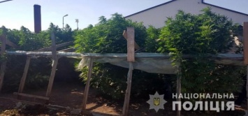 В Мелитопольском районе во дворе частного дома обнаружили плантацию конопли