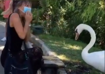 Лебедь "научил" девушку правильно носить маску: сеть в восторге (ВИДЕО)