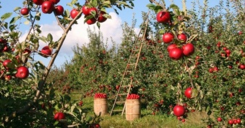 Цены на яблоки в Украине упали почти в полтора раза