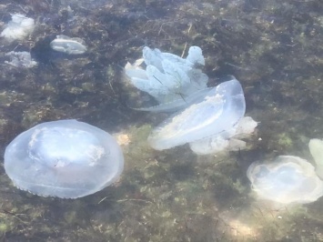 Бархатный сезон на Азовском море портят медузы