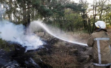 Спасатели два часа тушили загоревшуюся лесную подстилку в массиве "Павлоградские пески"