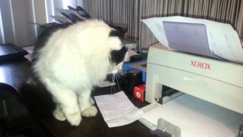Курьез: сеть рассмешила кошка, которая умеет пользоваться сканером (ФОТО-ВИДЕО)