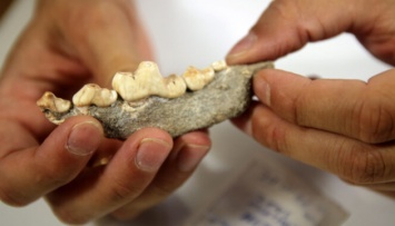 В Италии нашли возможно самые старые кости "домашних" собак