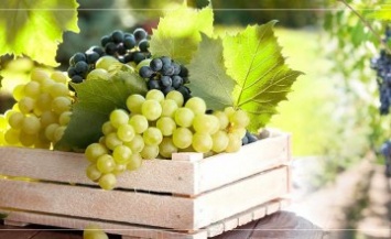 «Полезная программа»: какой виноград полезнее - зеленый, синий или красный?