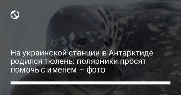 На украинской станции в Антарктиде родился тюлень: полярники просят помочь с именем - фото