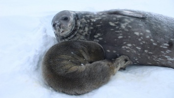В Facebook выбирают имя тюлененку, который родился на украинской антарктической станции "Академик Вернадский"
