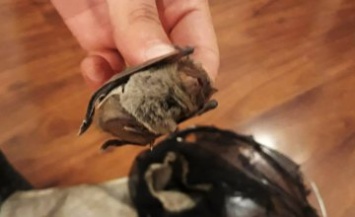 Днепрянин обнаружил в своей спальне летучую мышь (ФОТО)