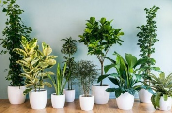 Комнатные растения, которые сильно могут навредить здоровью