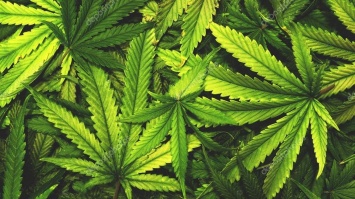 Полицейские Кривого Рога изъяли у жителя города марихуану на 1,5 миллиона гривен