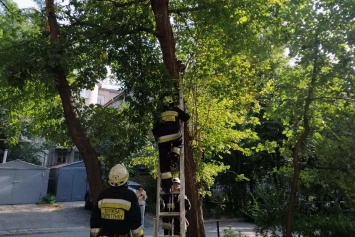 В Днепре спасатели сняли с дерева кошку