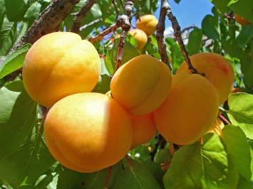 Природная аномалия: в Запорожье плодоносит абрикосовое дерево (ФОТО)