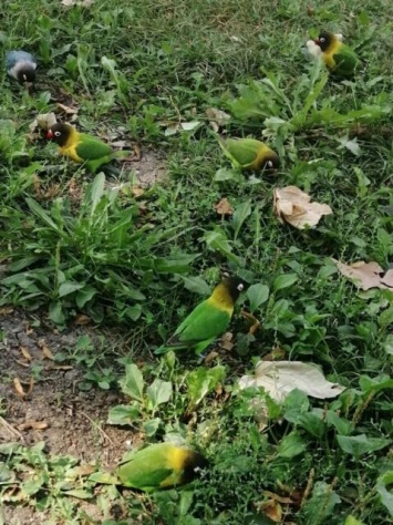 Попугаи-неразлучники разгуливают в симферопольском парке имени Гагарина (ФОТО)