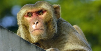 Швейцарский суд разрешил закрепить в конституции кантона права приматов