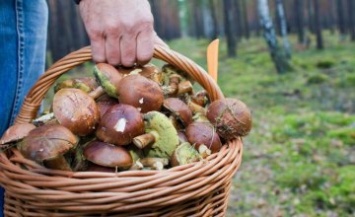 Жителям Днепропетровщины напомнили, как не отравиться грибами