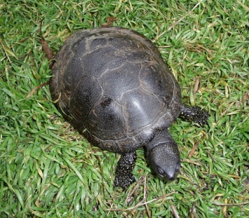 В Ингуле спасли от гибели болотную европейскую черепаху