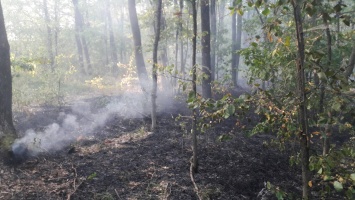 Под Харьковом лес спасли от большого пожара