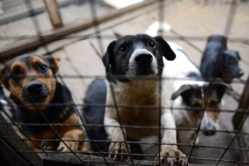 Четыреста бродячих николаевских собак попали в «лапы» волонтеров