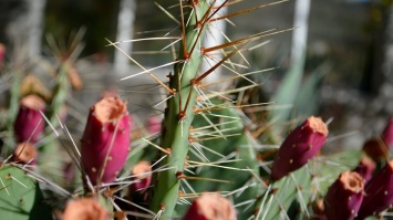 В Криворожском ботаническом саду в открытом грунте растут кактусы