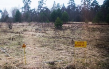 В Чернобыльской зоне крупное предприятие собирало радиоактивный урожай