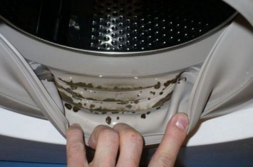 Домашнее чудо-средство: как просто избавиться от плесени в стиральной машине