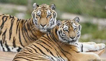 Два тигра досрочно вышли на пенсию после многолетней работы в немецком цирке