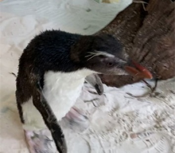 Пингвин заболел и остался один: ему каждый день показывают мультики про пингвиненка