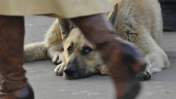 Жителей Никополя просят не оставлять собак на дачах, обрекая их на голодную смерть