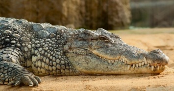 В Украину из ЮАР планируют поставлять мясо крокодилов