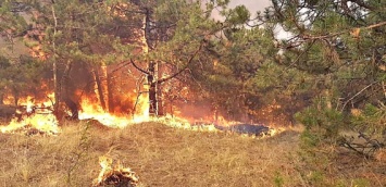 В Витовском районе подожгли лес