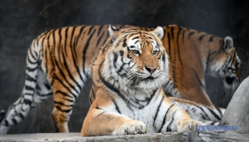 В Николаевском зоопарке празднуют 15-летие двух амурских тигриц