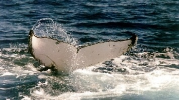 В Австралии горбатый кит спасся из реки, кишащей крокодилами - он жил рядом с хищниками неделю